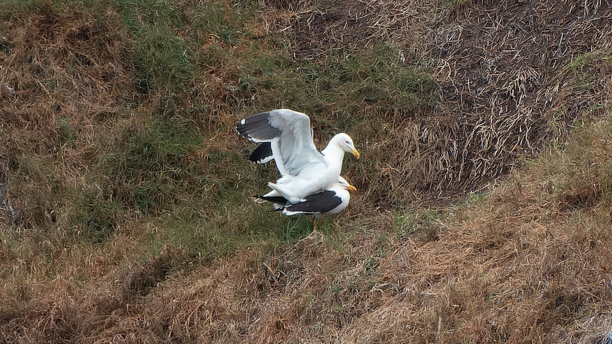Kelp Gull - ML641392689