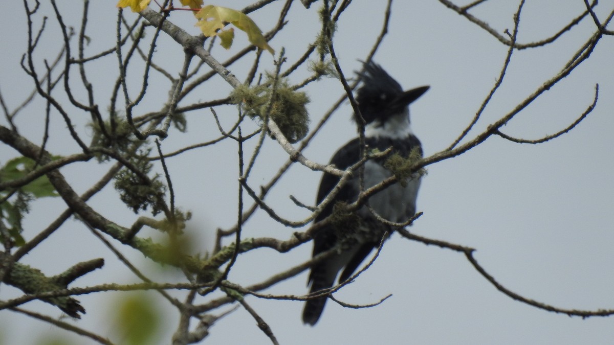 Belted Kingfisher - ML641392690