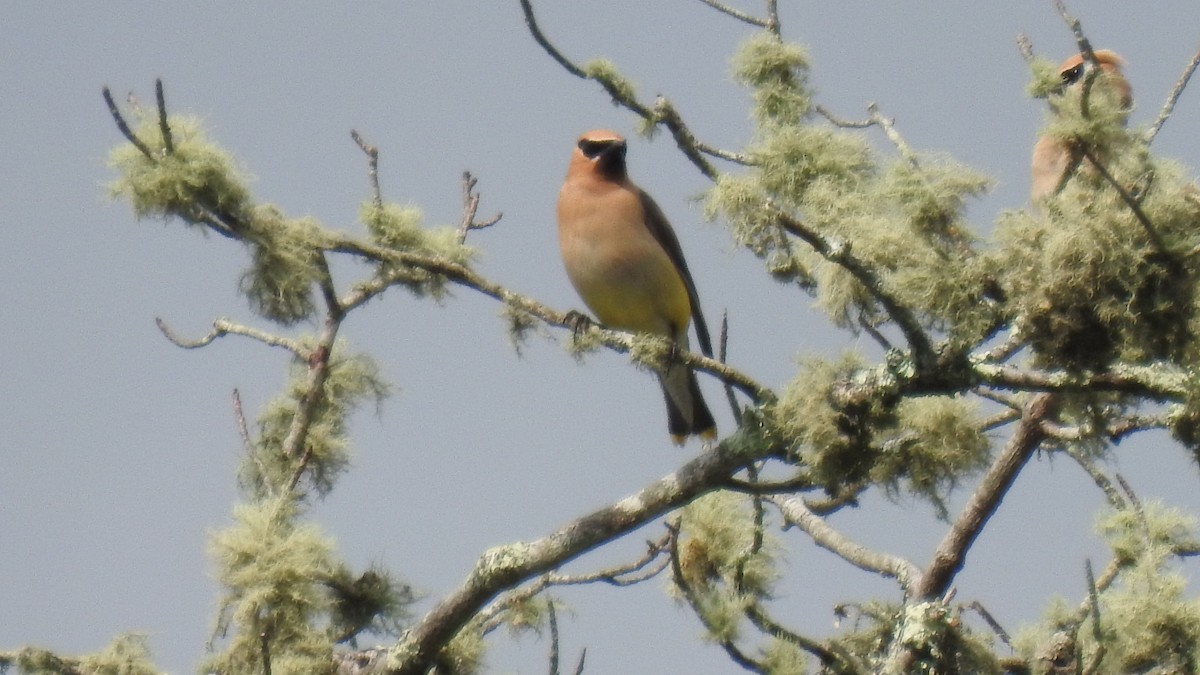 Cedar Waxwing - ML641392700