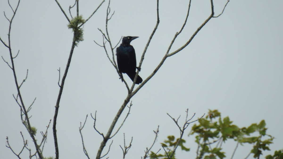 Common Grackle - ML641392702