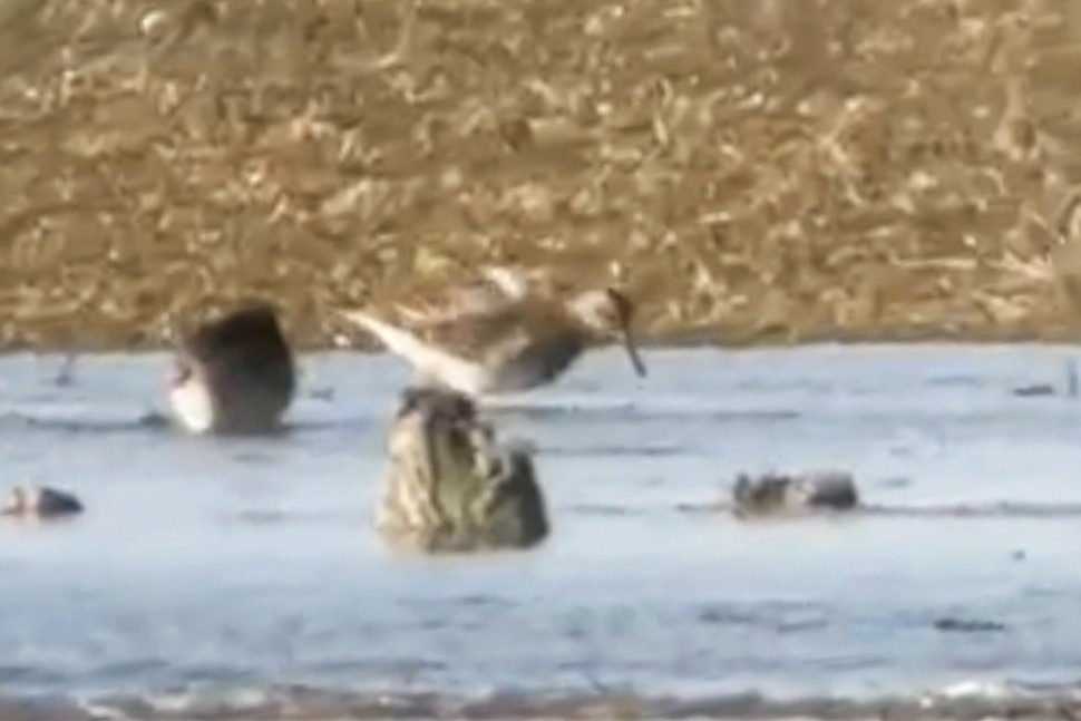 Graubrust-Strandläufer - ML641392713