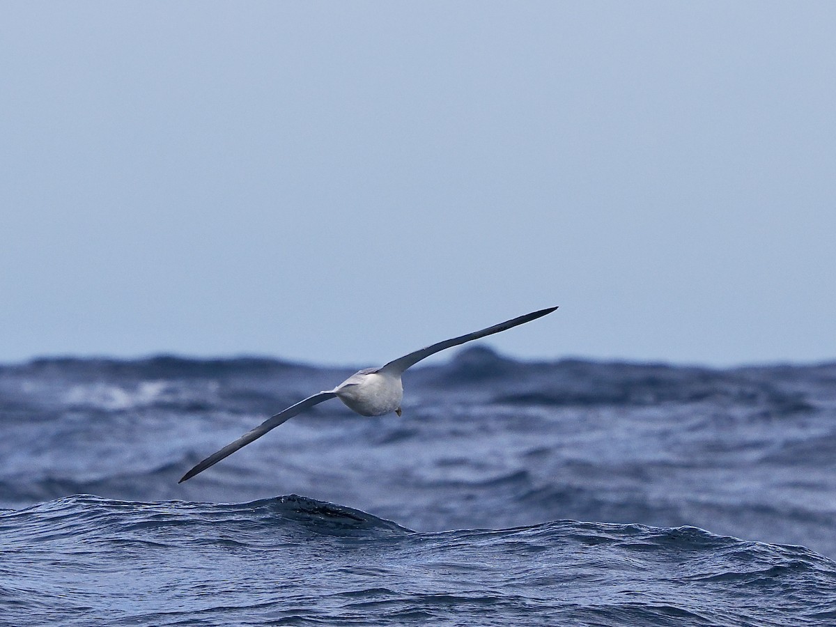 Eissturmvogel - ML641392716