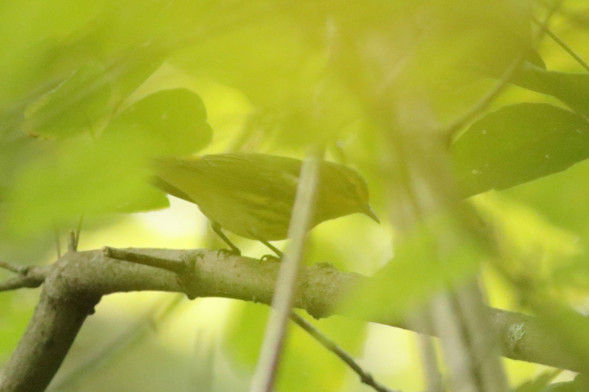 brunkinnparula - ML641392738