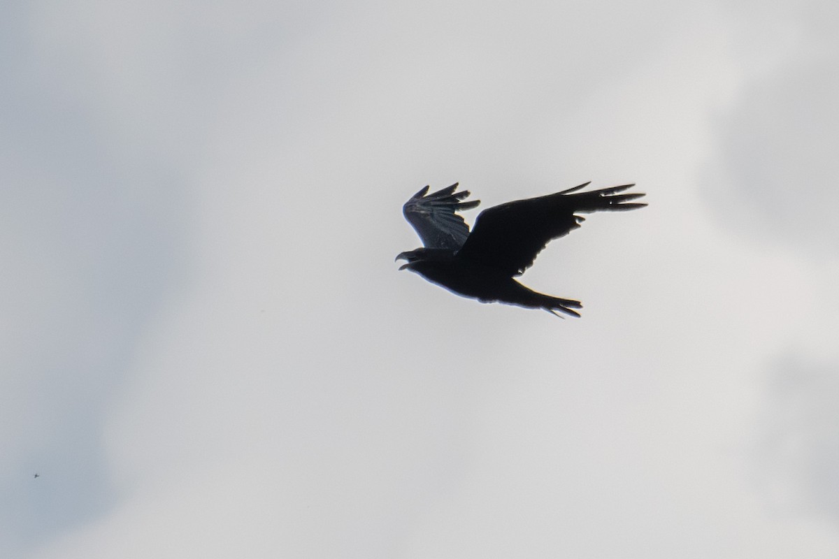 ravn - ML641392743