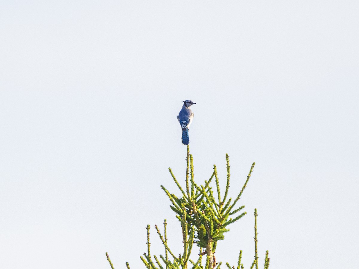blåskrike - ML641392746