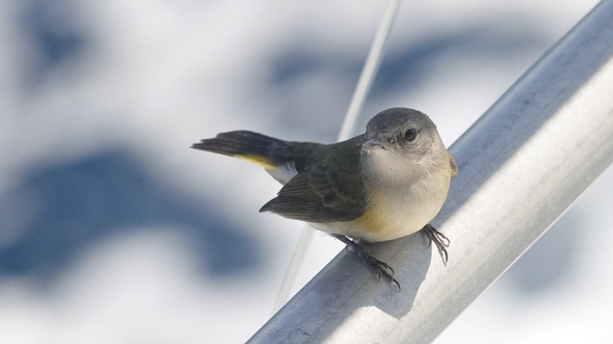rødstjertparula - ML641392758