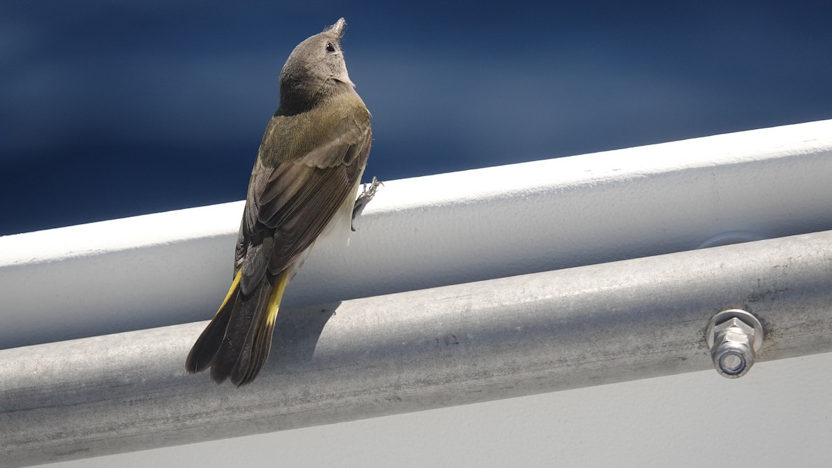 rødstjertparula - ML641392760