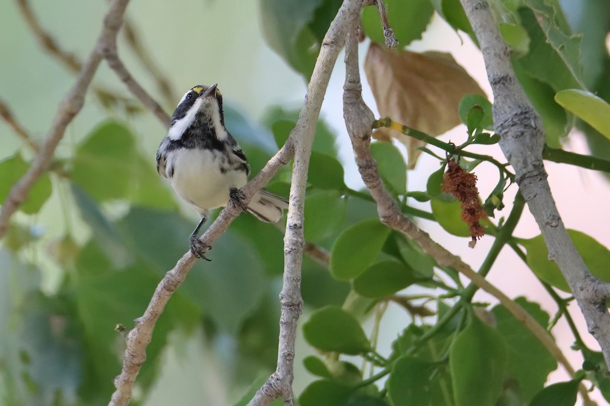 Black-throated Gray Warbler - ML641392825