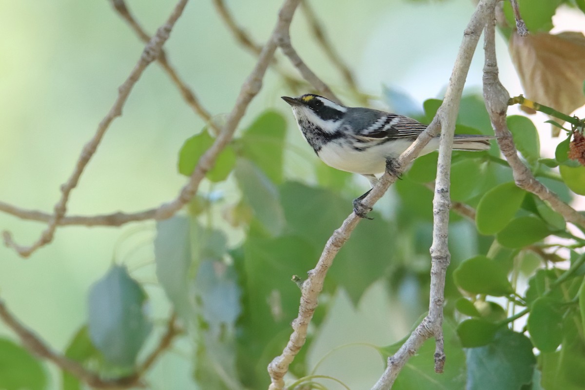 Black-throated Gray Warbler - ML641392826