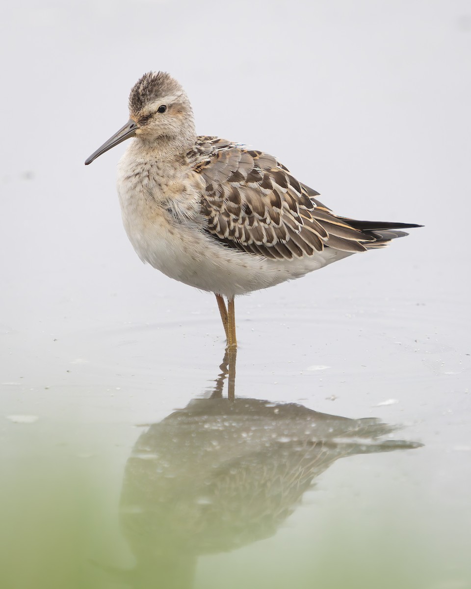 Stilt Sandpiper - ML641392853