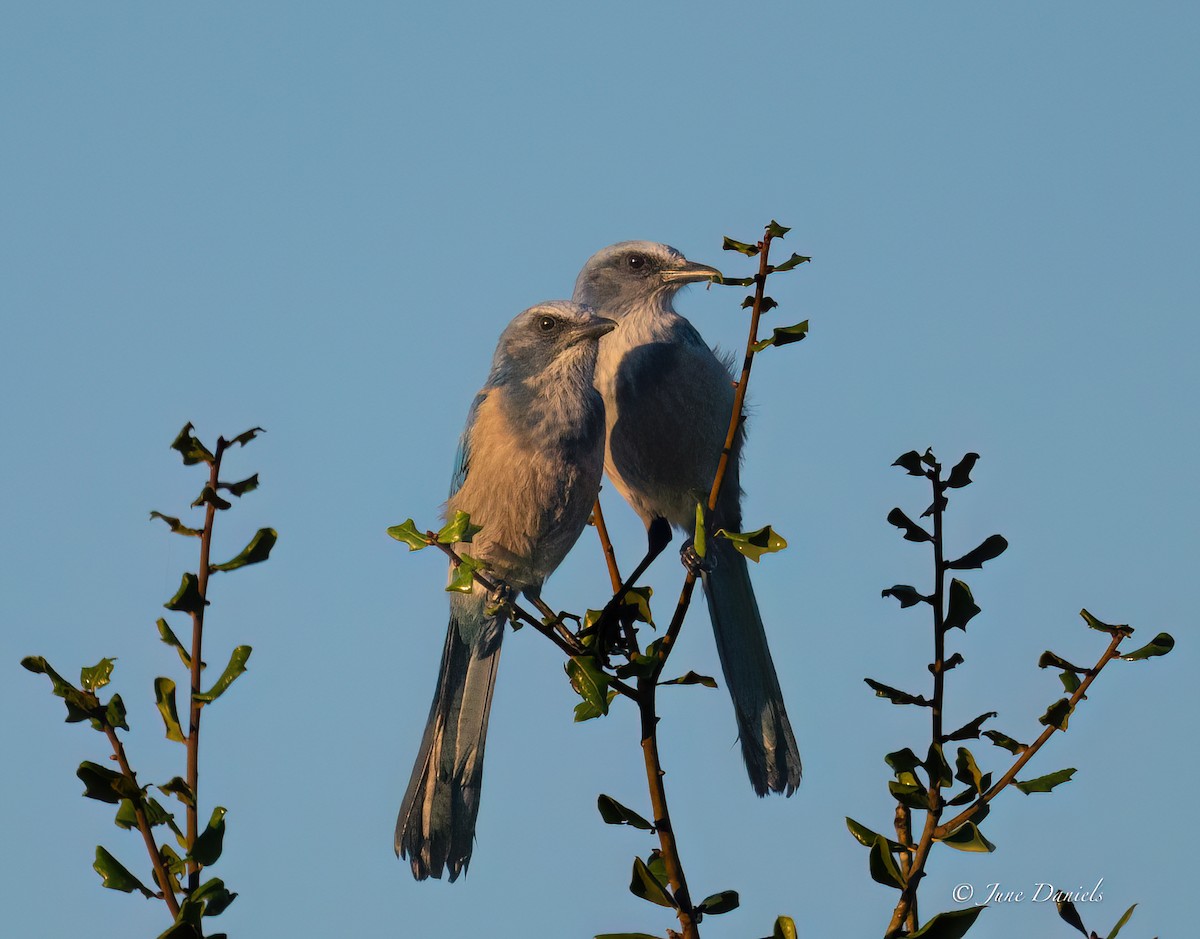 Florida Scrub-Jay - ML641392877
