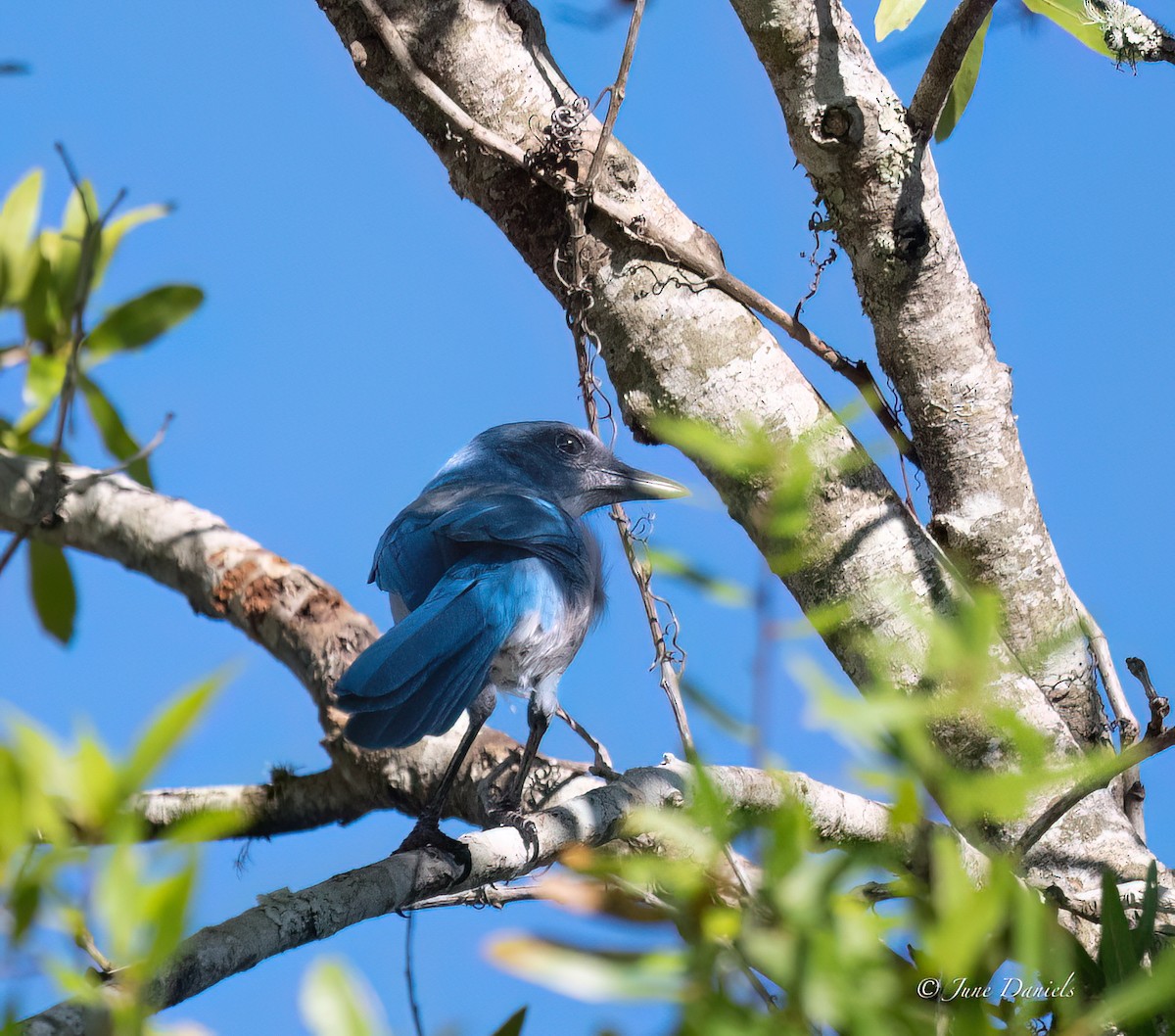 Florida Scrub-Jay - ML641392878