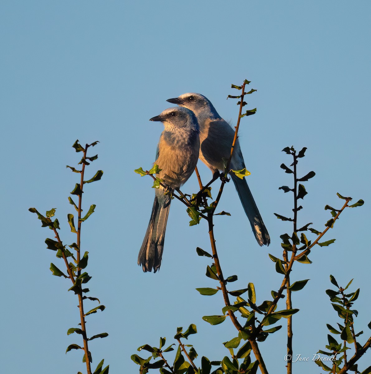 Florida Scrub-Jay - ML641392879