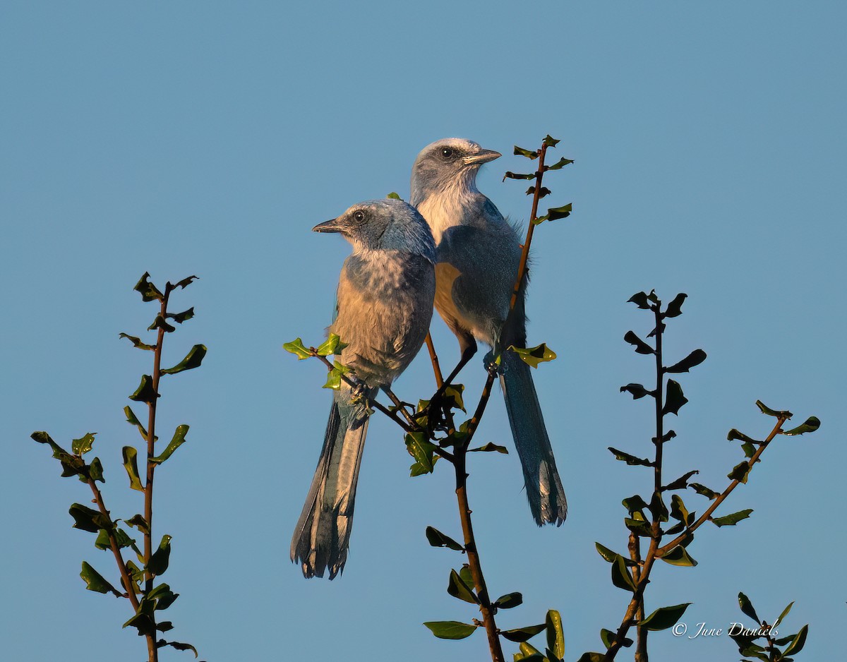 Florida Scrub-Jay - ML641392880