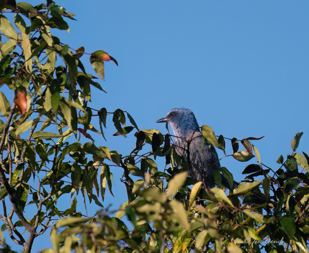 Florida Scrub-Jay - ML641392881