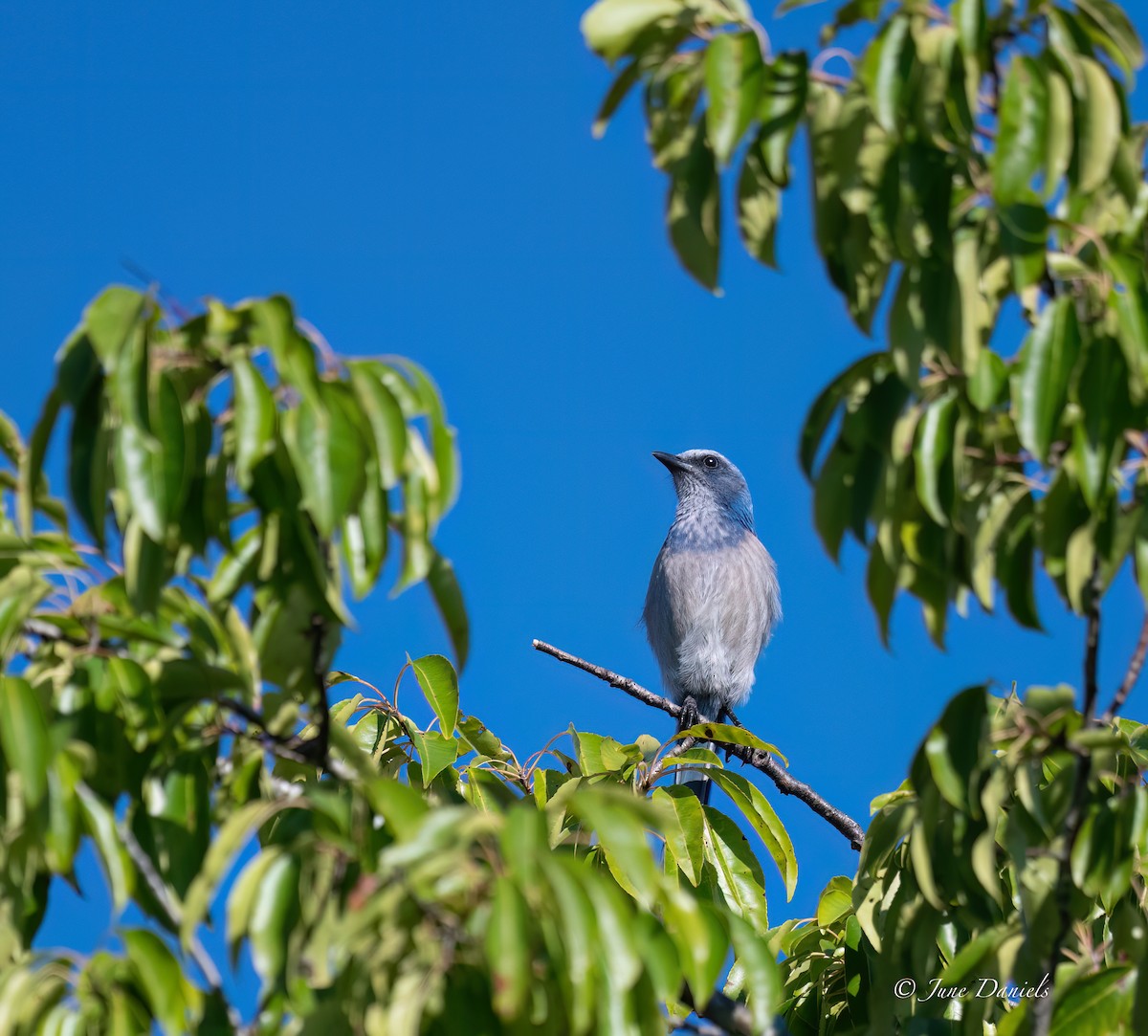 Florida Scrub-Jay - ML641392882
