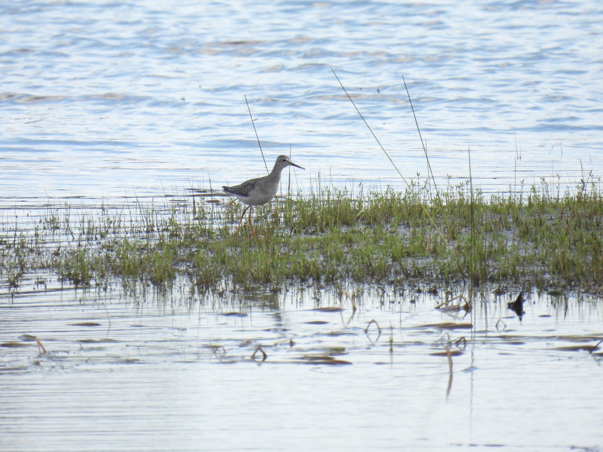 Lesser Yellowlegs - ML641392885