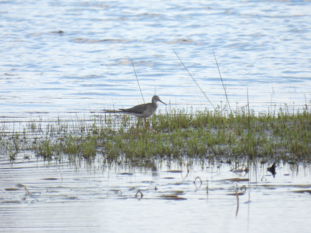 Lesser Yellowlegs - ML641392886