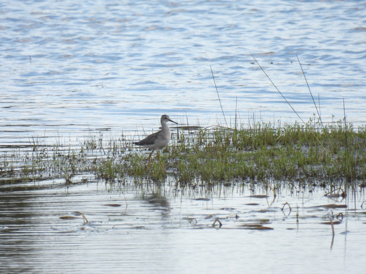 Lesser Yellowlegs - ML641392887