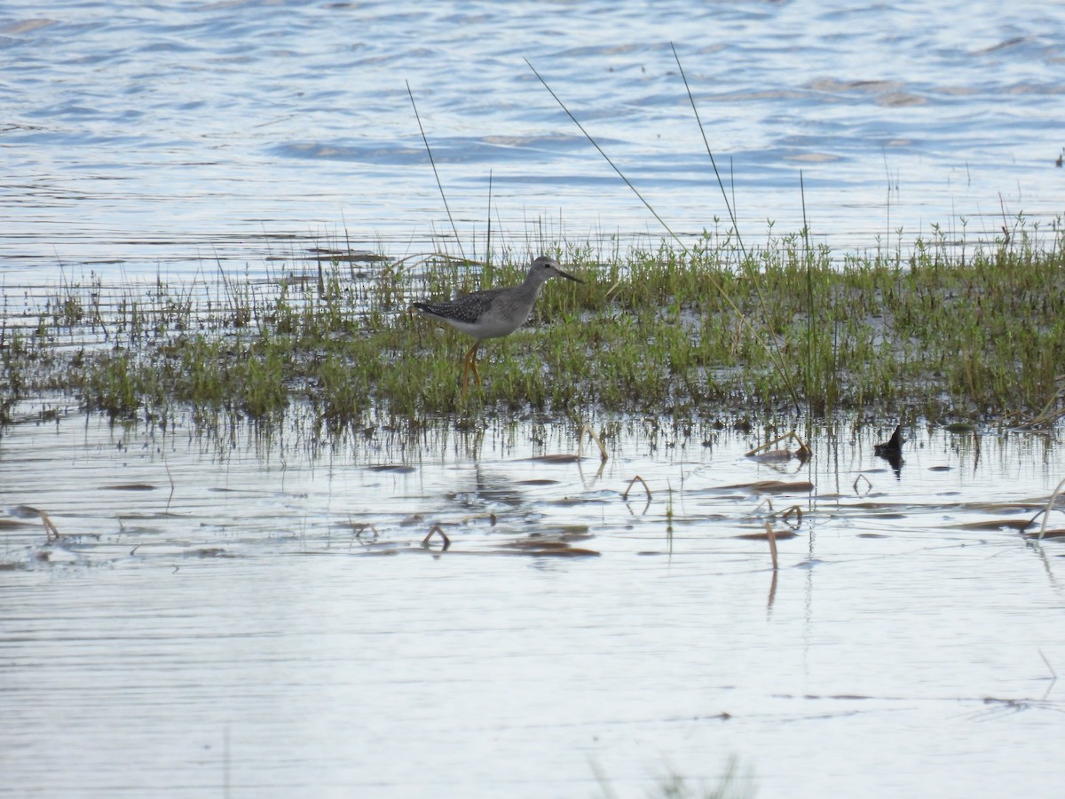 Lesser Yellowlegs - ML641392888