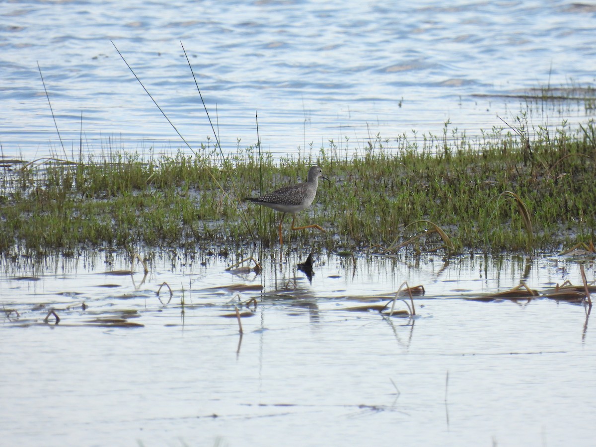 Lesser Yellowlegs - ML641392889