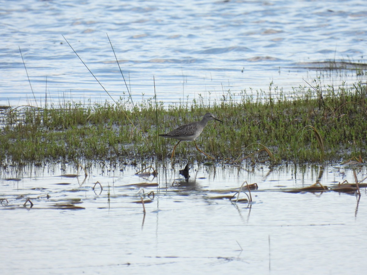 Lesser Yellowlegs - ML641392890