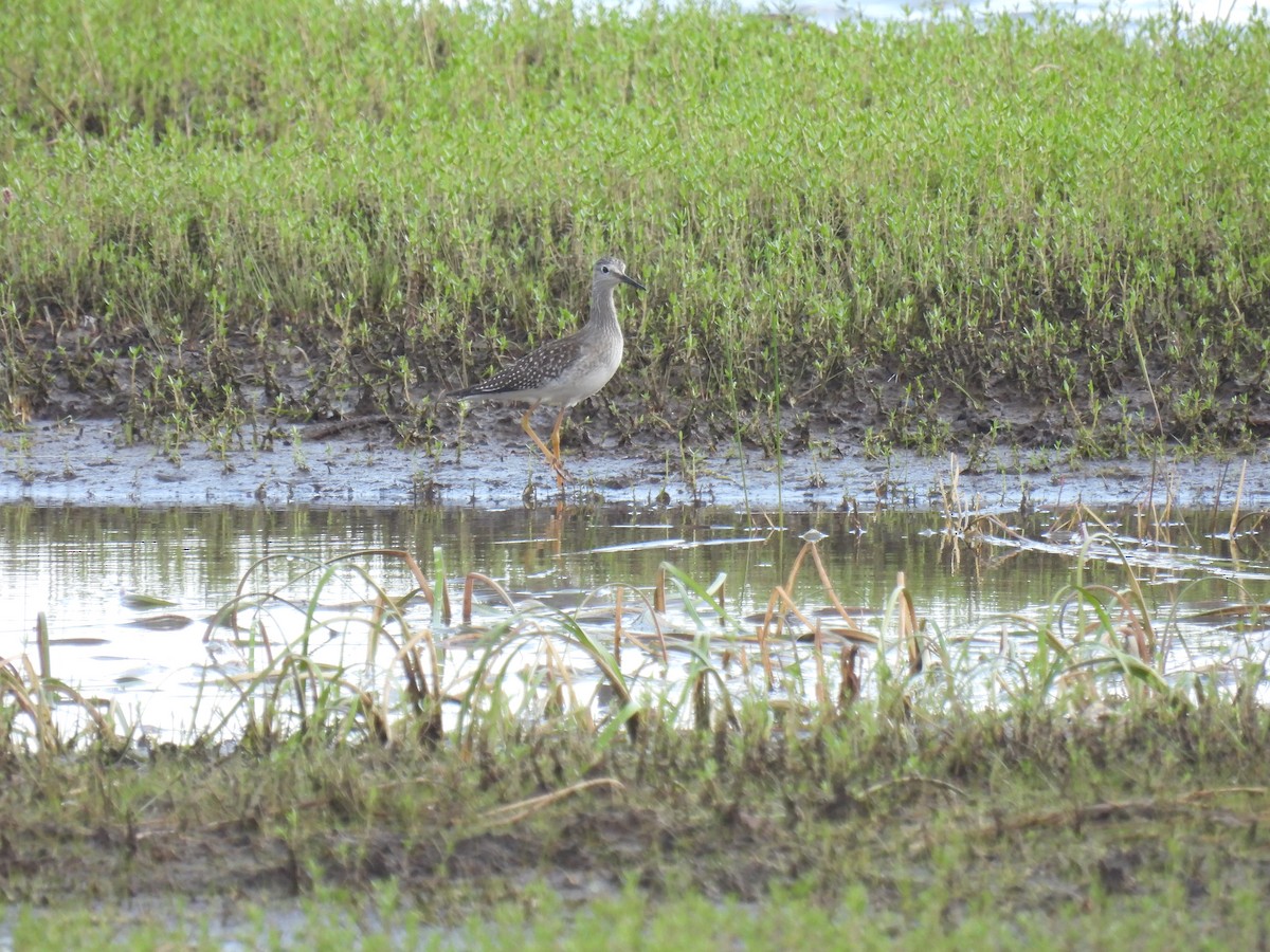 Lesser Yellowlegs - ML641392894
