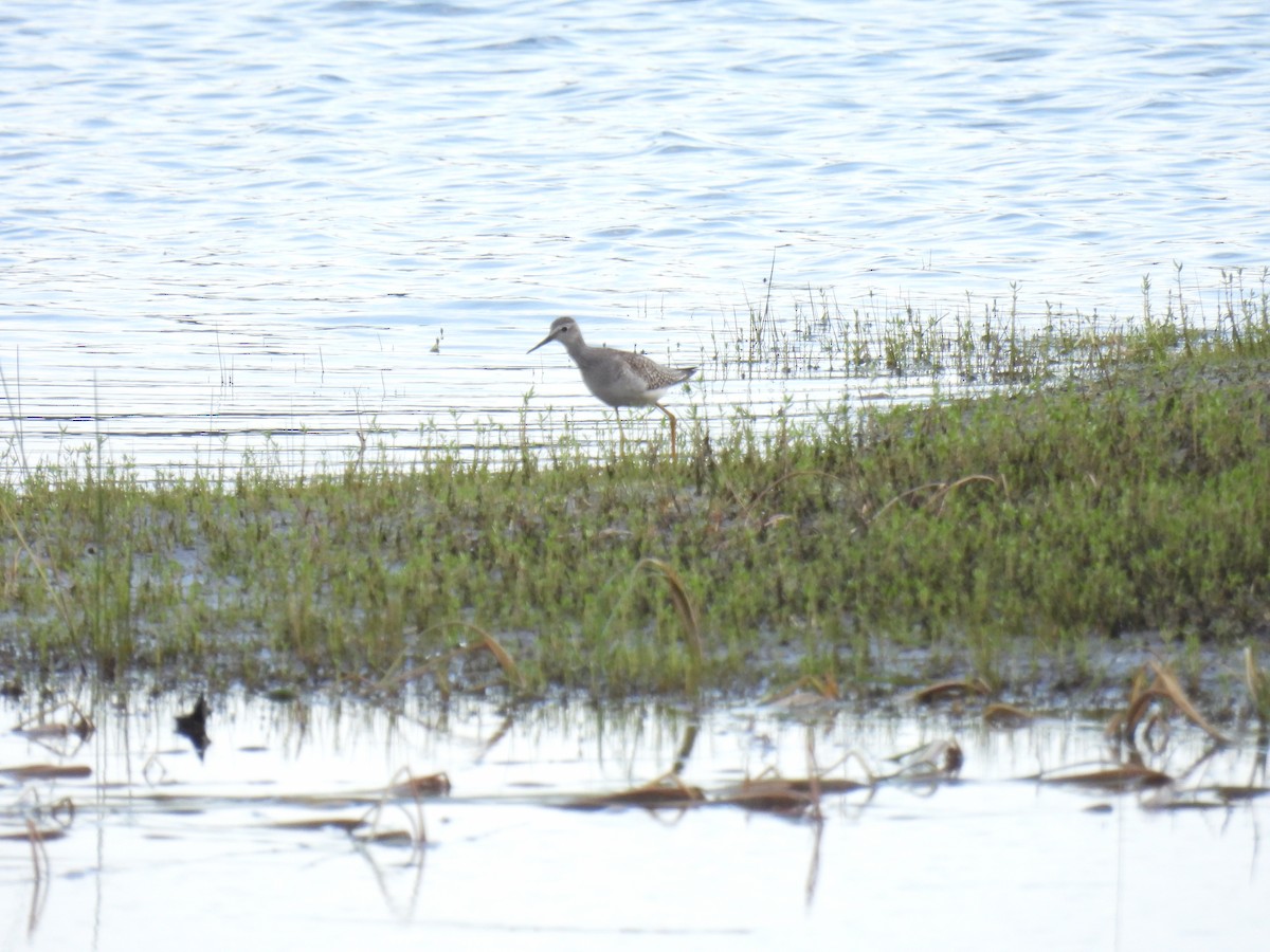 Lesser Yellowlegs - ML641392895