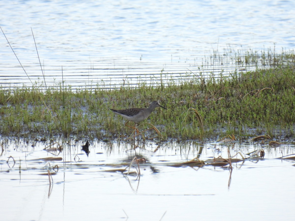 Lesser Yellowlegs - ML641392898