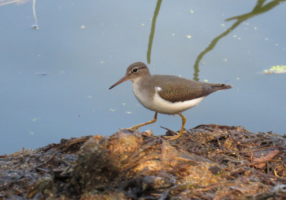 Spotted Sandpiper - ML641392899