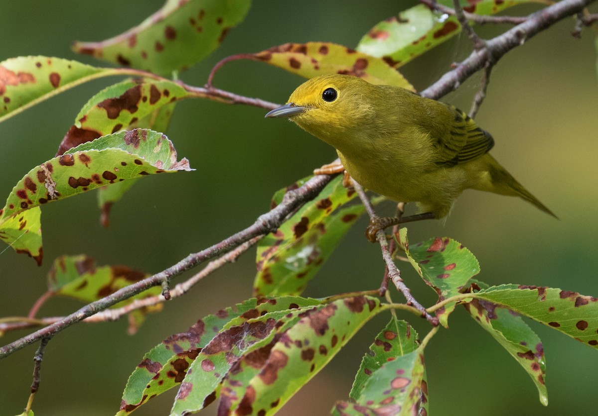 Yellow Warbler - ML641392902