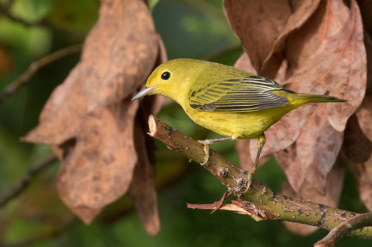 Yellow Warbler - ML641392903