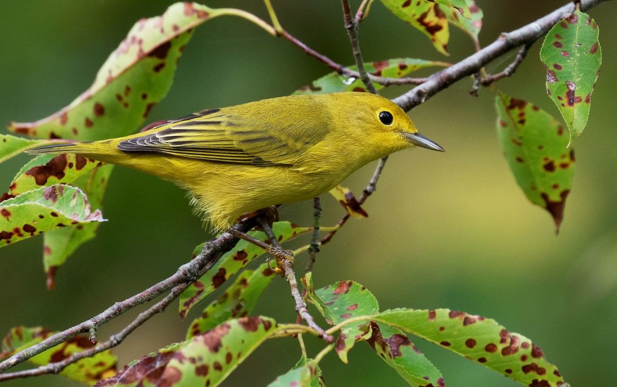 Yellow Warbler - ML641392904