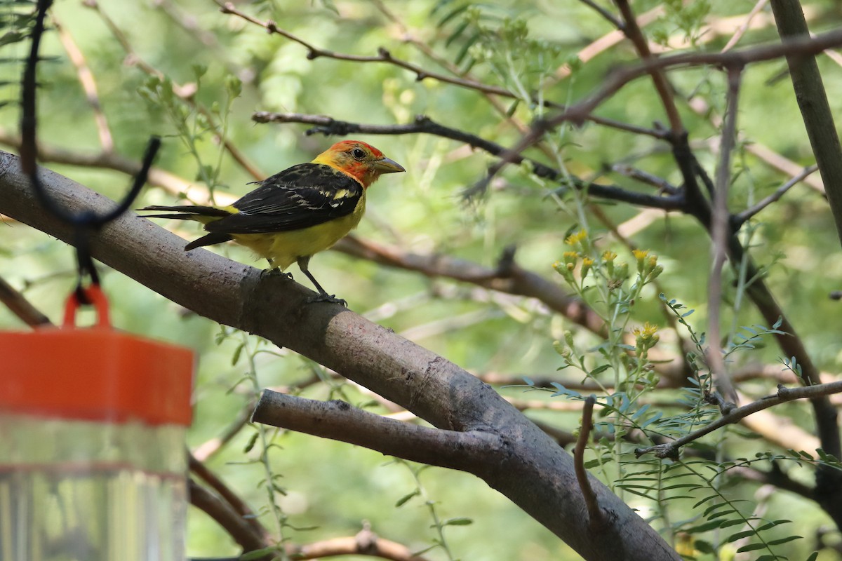 Western Tanager - ML641392905