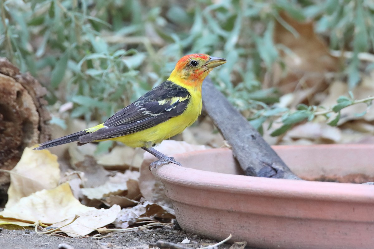 Western Tanager - ML641392909