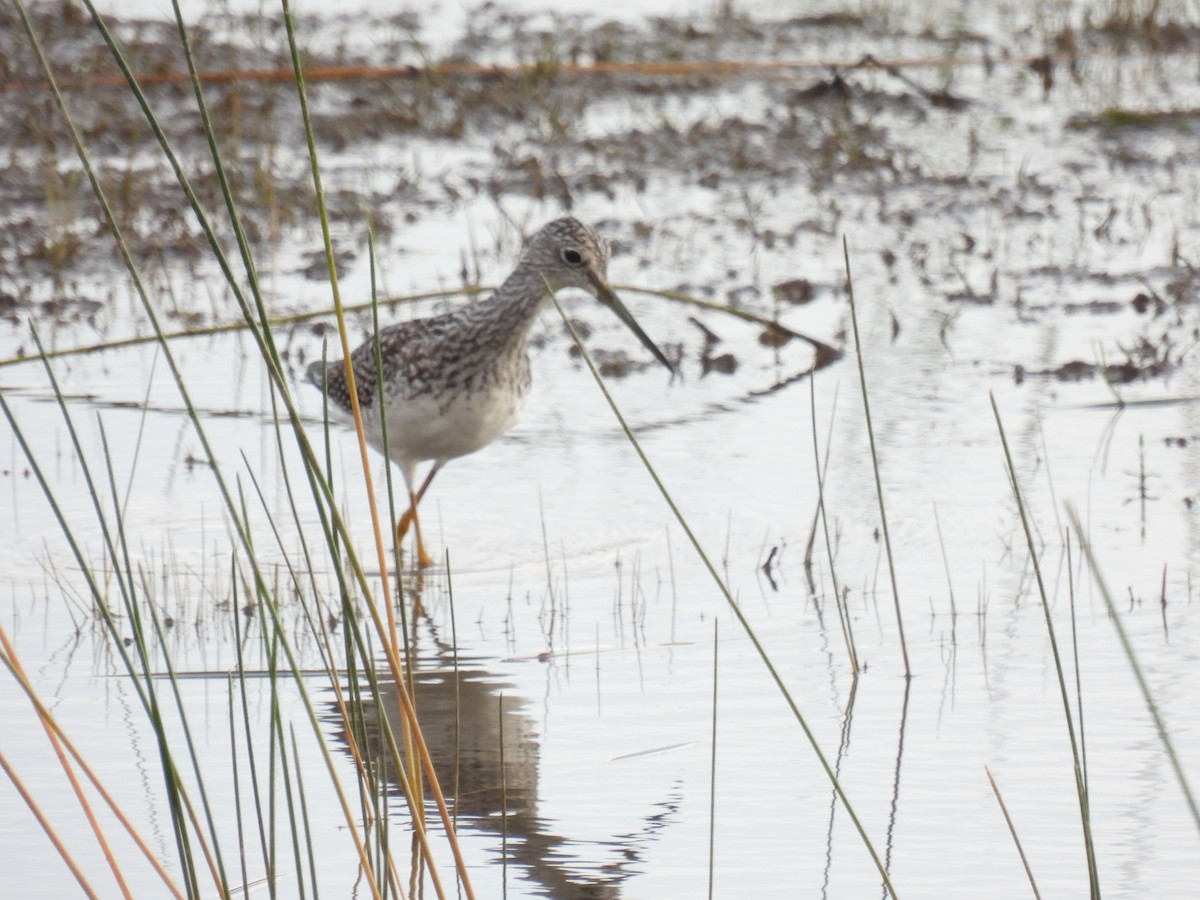 Greater Yellowlegs - ML641392910