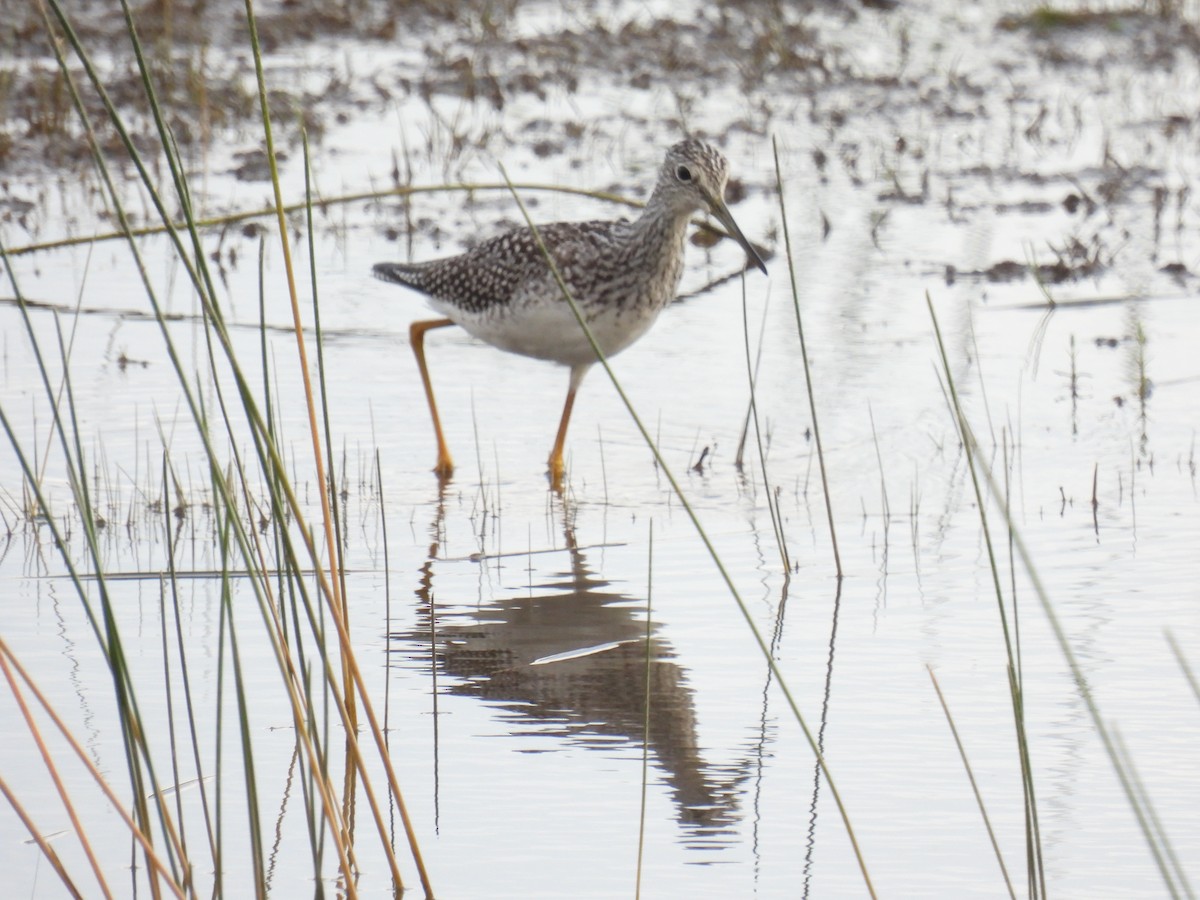 Greater Yellowlegs - ML641392911