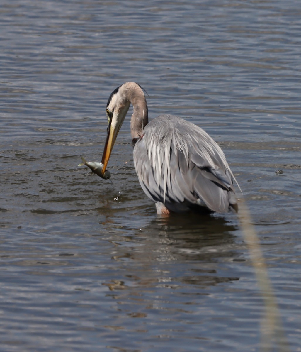 Great Blue Heron - ML641392917