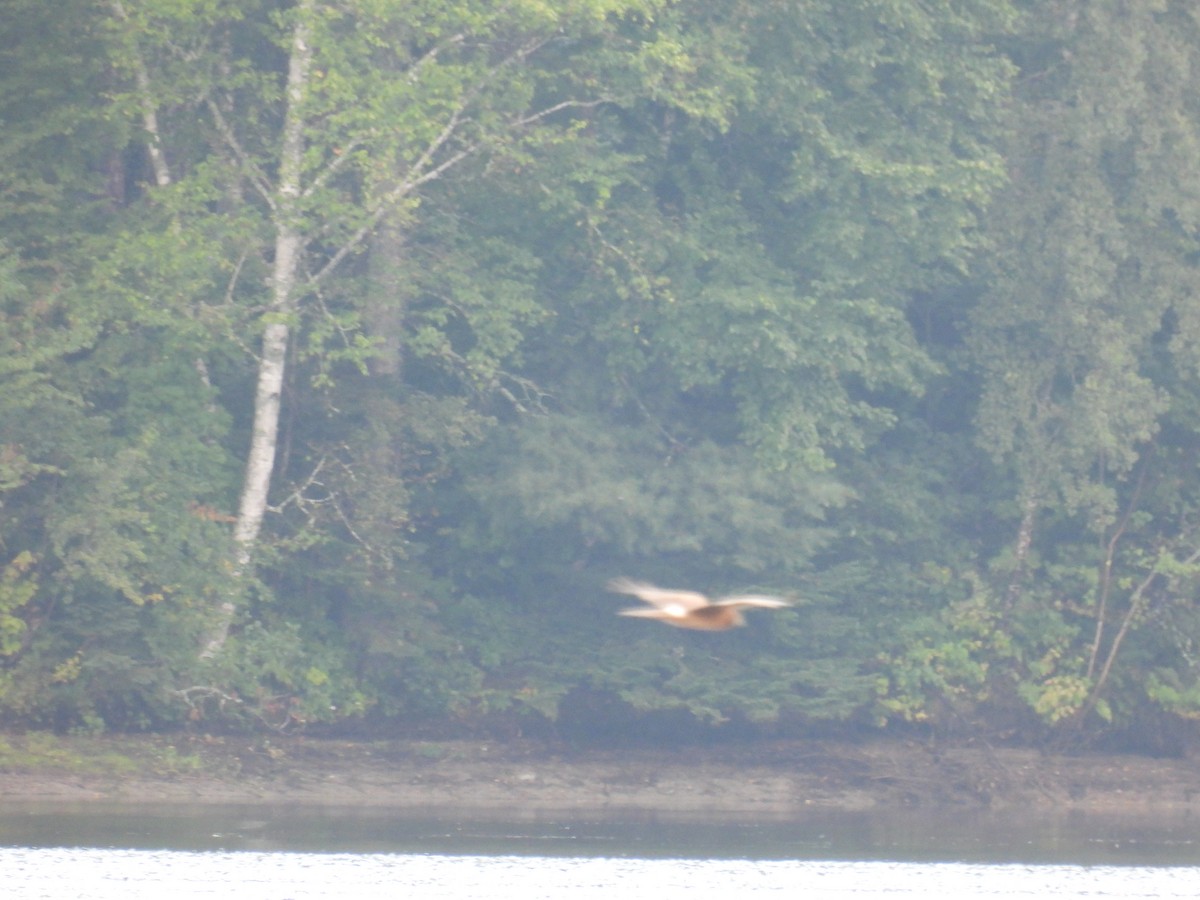 Northern Harrier - ML641392918