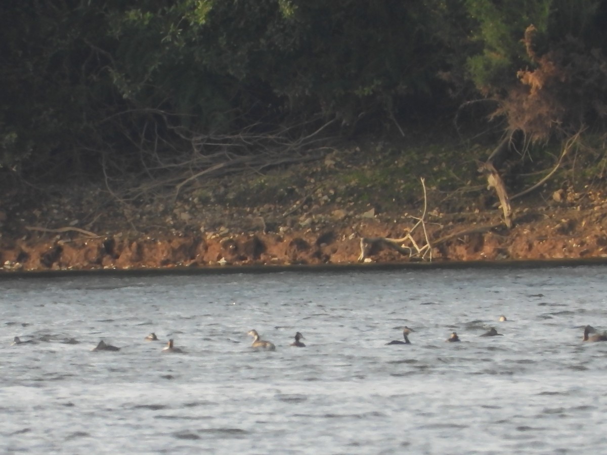 Great Crested Grebe - ML641392920