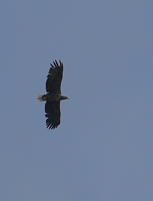 White-tailed Eagle - ML641392921
