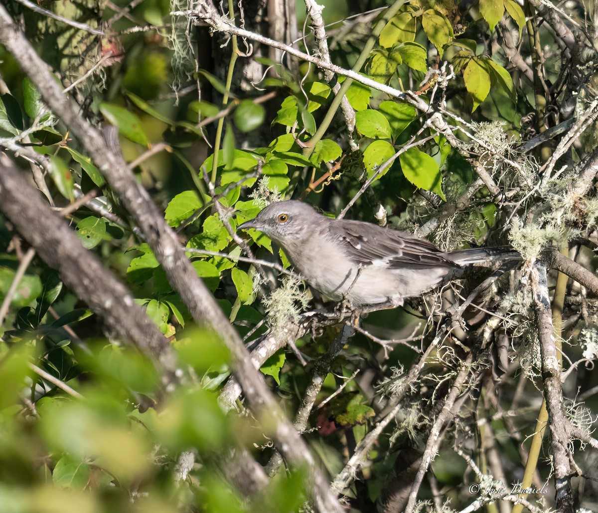 Northern Mockingbird - ML641392928