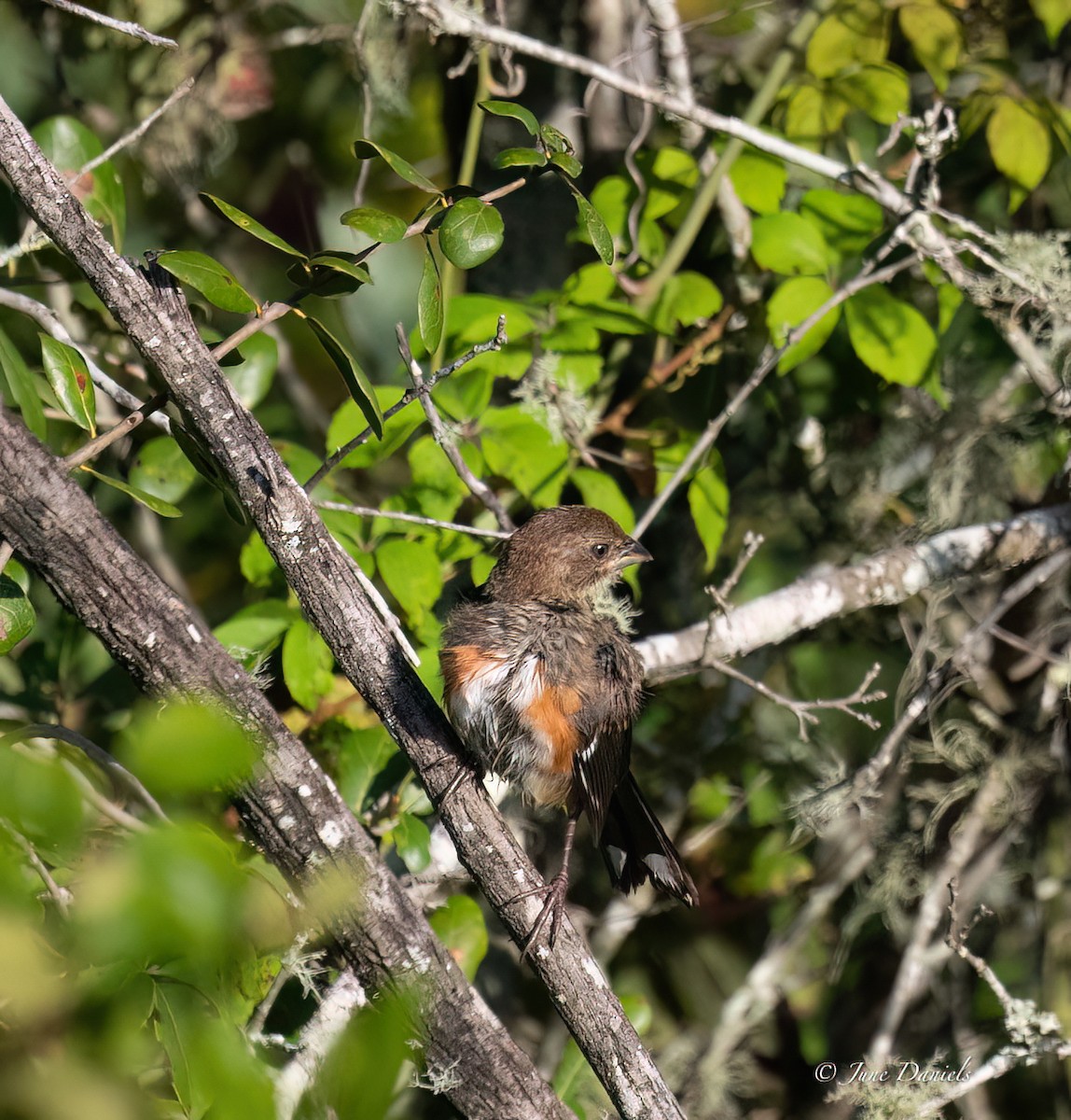 Eastern Towhee - ML641392937
