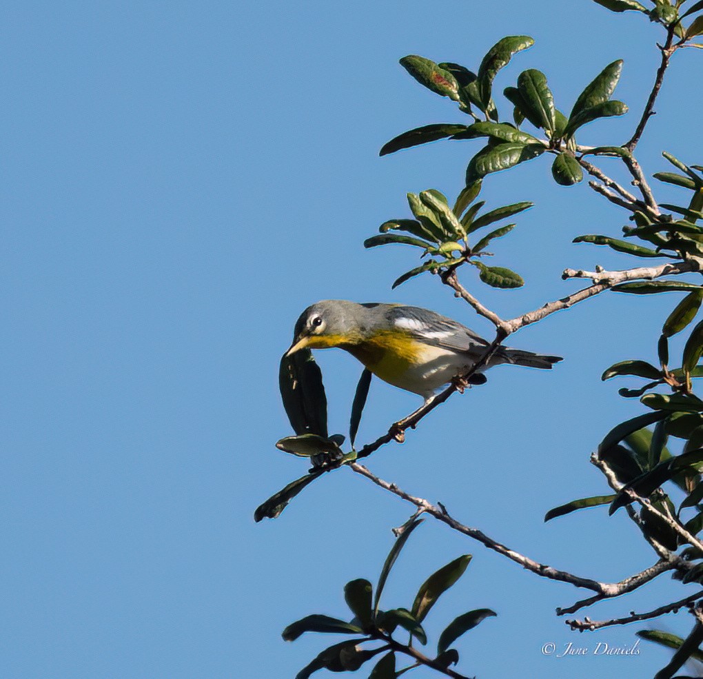 Northern Parula - ML641392947