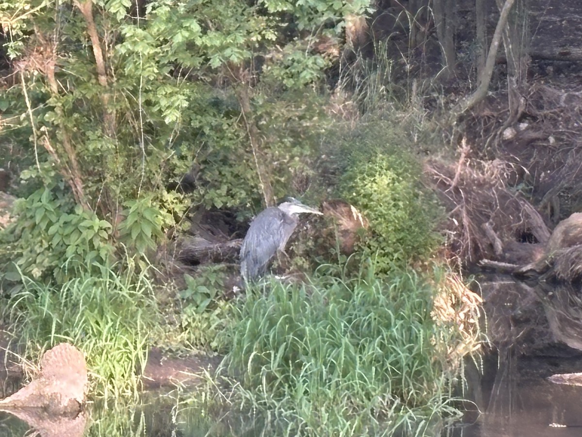 Great Blue Heron (Great Blue) - ML641392958
