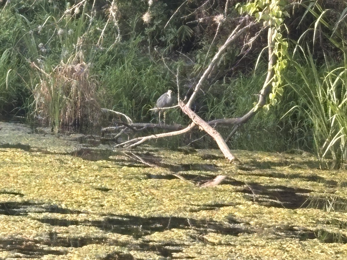 Yellow-crowned Night Heron - ML641392967