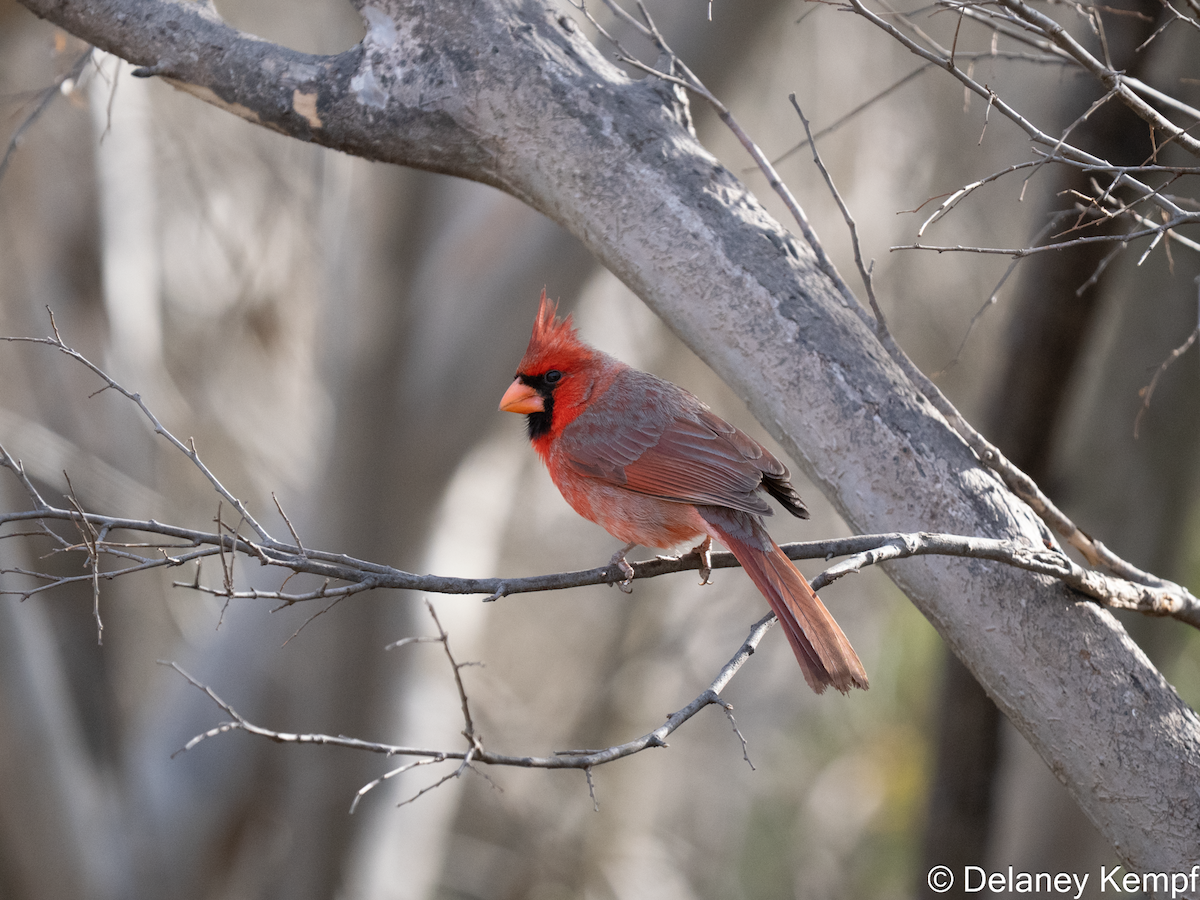 Northern Cardinal - ML641392969
