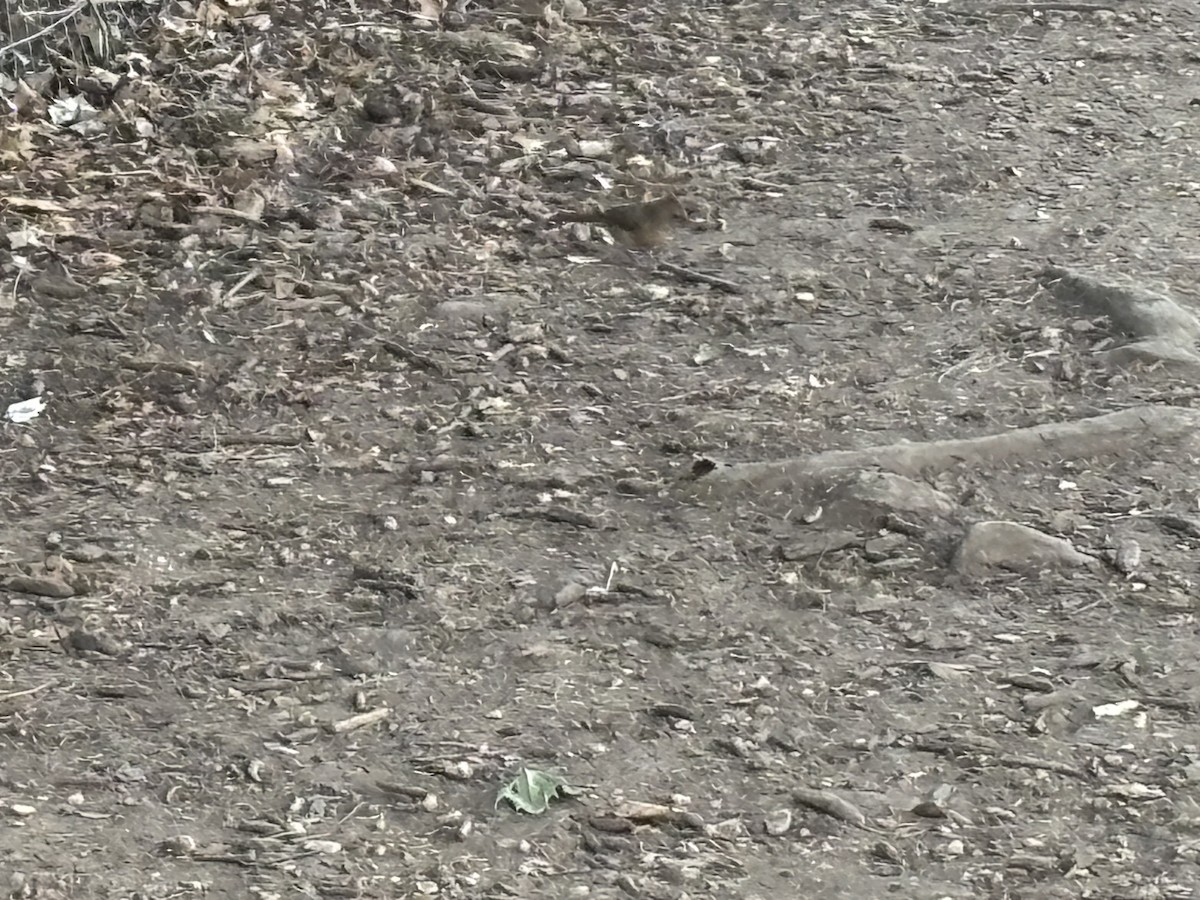 Northern Cardinal - ML641392995