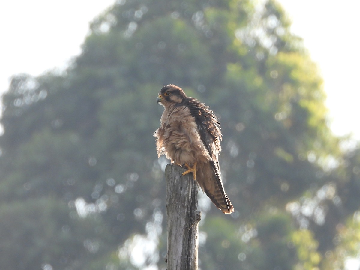Lanner Falcon - ML641392999
