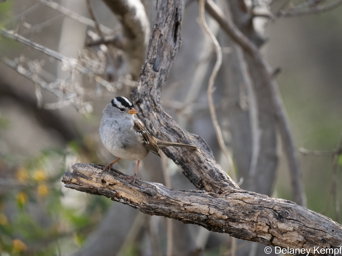 White-crowned Sparrow - ML641393005